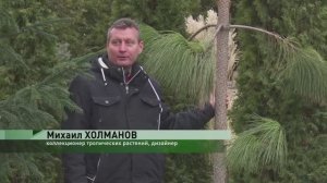О наших хвойных и субтропических растениях. ТВ ДОН24. Станица. ч.3