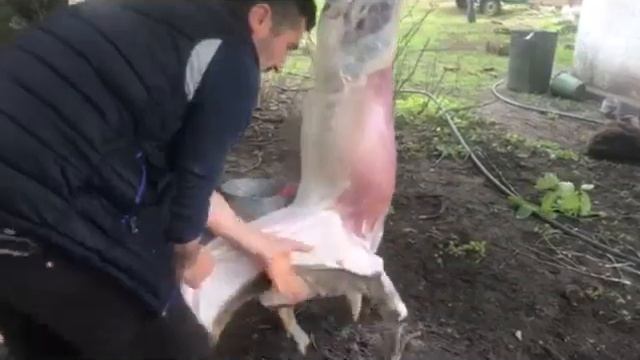 Режем баранов, овец за 5 минут смотреть онлайн