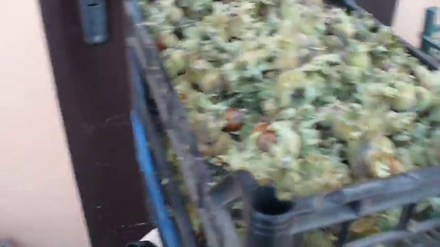 как я СУШУ ФУНДУК . how i dry hazelnuts.! смотреть онлайн