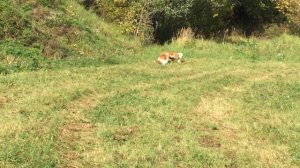 Амбули нам 4 месяца!#/Americanbulldog/