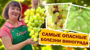 Болезни винограда. Как бороться с ними? #сад #огород #виноград