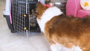 Знакомство маленького котенка Хосико с котом и собакой часть 1