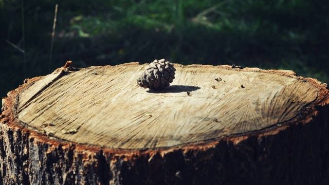 27 июня / Как посчитать дереву года? смотреть онлайн