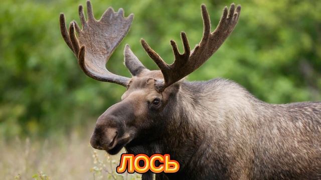 КАК ГОВОРИТ ЛОСЬ / ЗВУКИ ЛОСЯ ? #лось #звуки_лося #как_говорит_лось #рев_лося смотреть онлайн