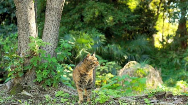 Спелые Листья Клена "Здравствуй, это опять я..." 2011г. смотреть онлайн