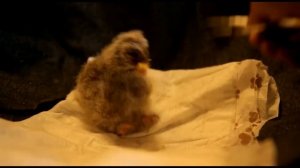 Как кормить совенка