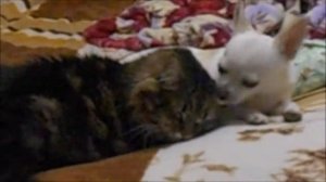 Собака лижет уши Коту / Чихуахуа Лайт Моет Уши Коту Фильке/Отношения междк Котом и Собакой/