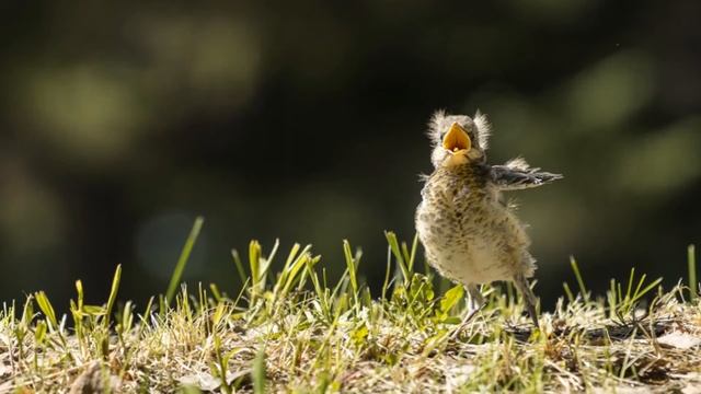 Ознакомление с окружающим: "Лето" смотреть онлайн