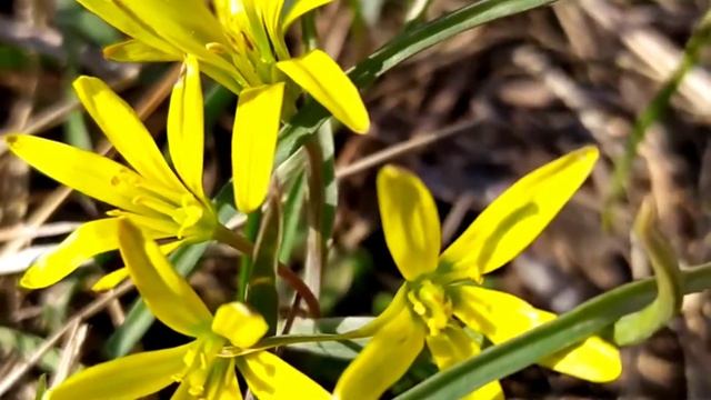 ??Весна 2022/Весенние первоцветы/Гусиный (Птичий)лук смотреть онлайн