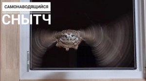 Сыч Лучик влетел в кадр. Внезапная сова