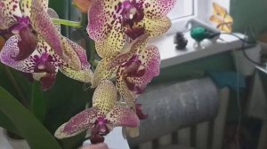 Орхидея Клеопатра в полном роспуске.?