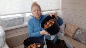 Посадка гладиолусов в контейнеры 2023