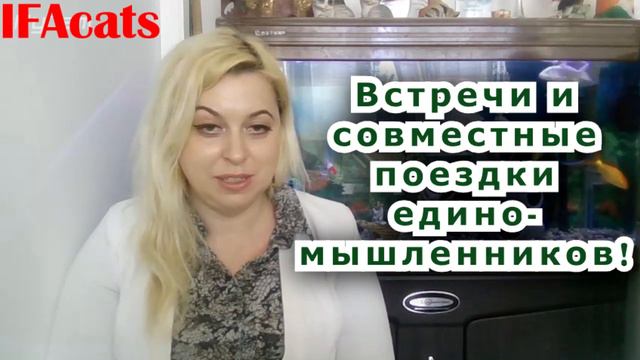 IFAcats - объединение израильских клубов любителей кошек. смотреть онлайн