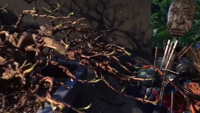 Green Mound Ficus Fast-Forward смотреть онлайн