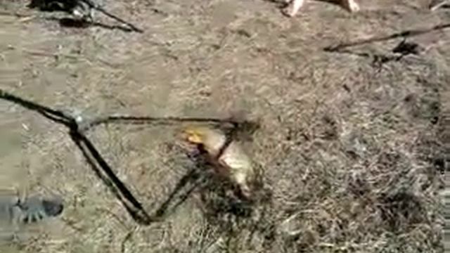 рыбу ловим руками смотреть онлайн