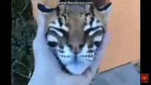 Дикий кот оцелот всегда не доволен.