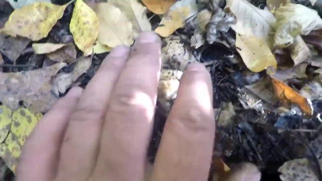 Тополевая рядовка..Массово Часть 2 смотреть онлайн