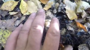 Тополевая рядовка..Массово Часть 2