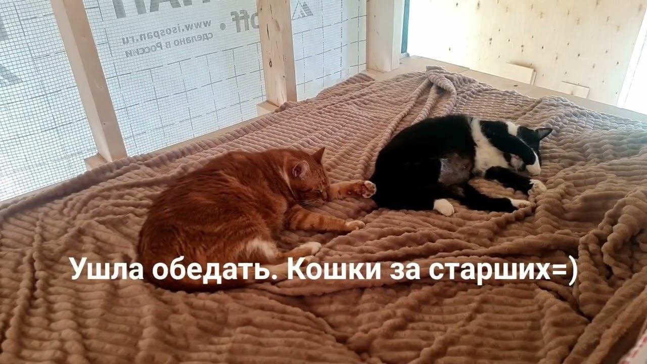 Строим дом сами. Барнхаус. Стрим 2023_06_23