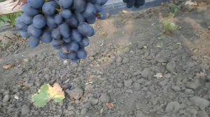 Виноград Ласточка на 11.08.22г