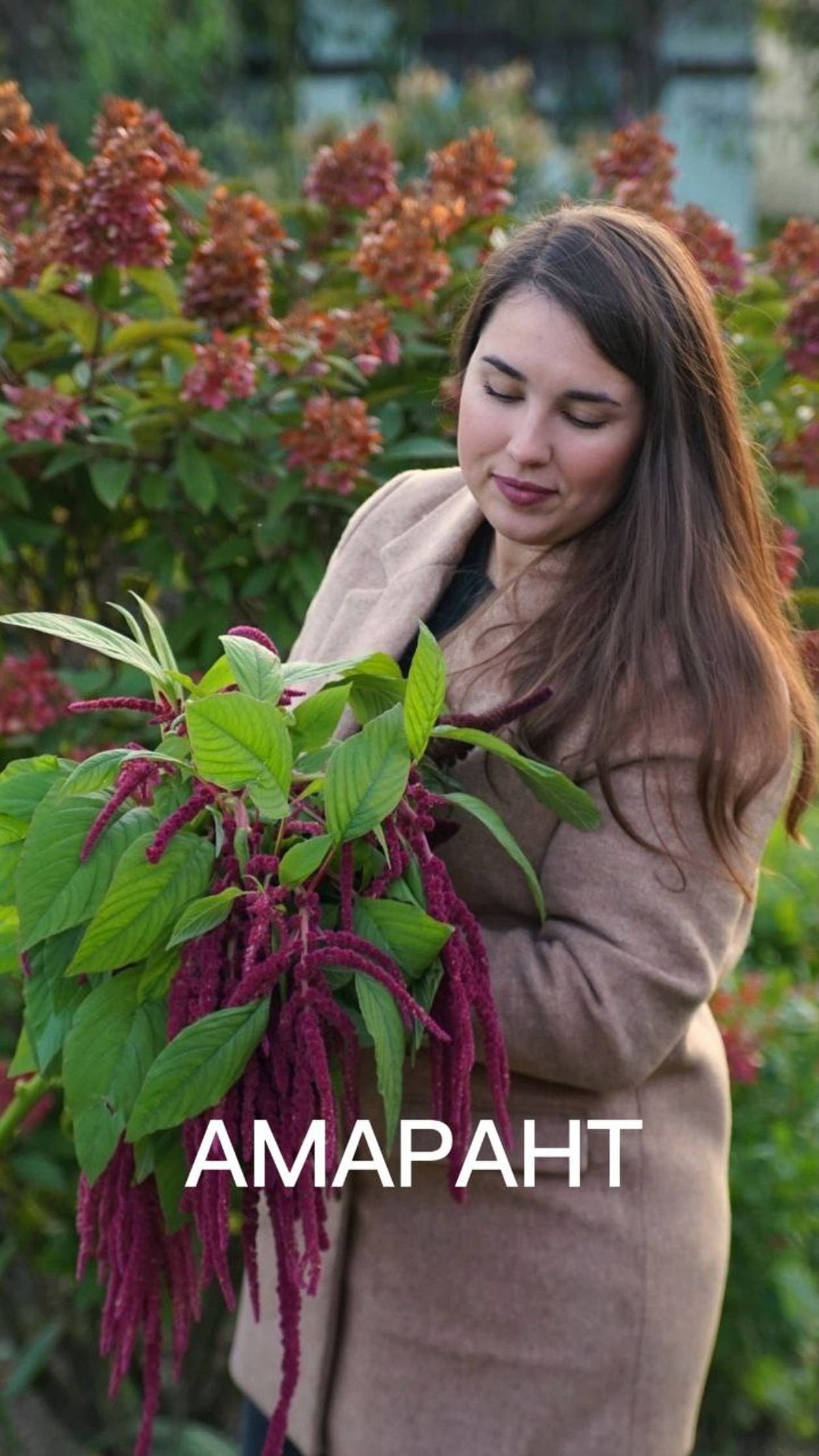 АМАРАНТ (AMARANTHUS) смотреть онлайн