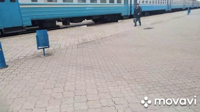 бультерьер стандарт покупка щенка