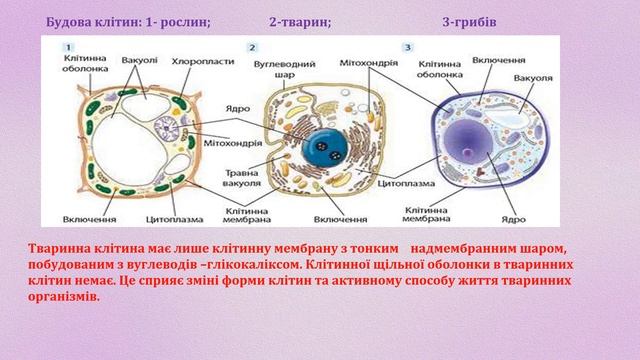 Біологія на тему "Основні відмінності тварин від рослин та грибів". Підготувала Суботіна А.В.