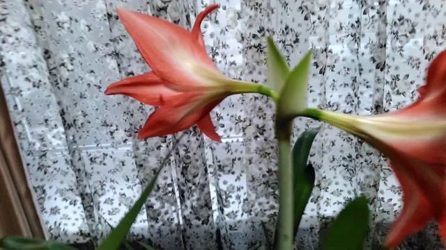 Подарок моим зрителям с утра. Желаю всем: мира, спокойствия, добра.🌹❤️🥰 смотреть онлайн