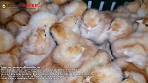 Суточные цыплята "Ломан Браун"