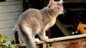 Порода кошек. Сомали(Сомалийская кошка).Красивая кошка с пышной шерстью