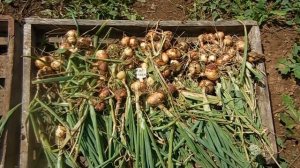 Уборка лука шалота