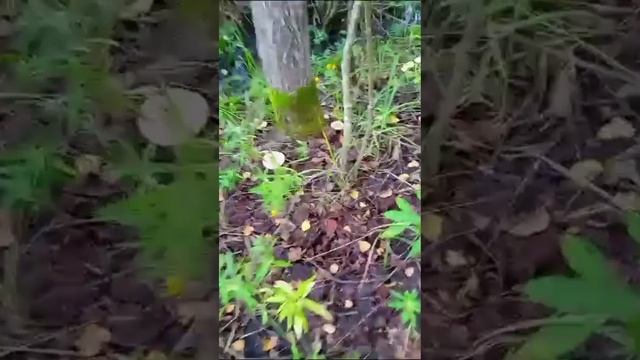 Живем на окраине леса, ходим за грибами... смотреть онлайн