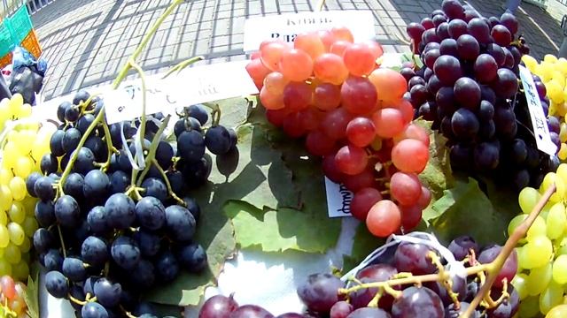 ДЕНЬ ВИНОГРАДА 13.09.2019 выставка-ярмарка на базе Института плодоводства Самохваловичи Часть 2 смотреть онлайн