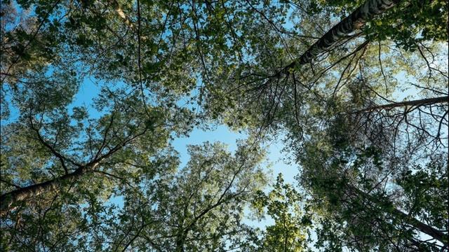 Relaxation.The sound of water, birdsong, Relaxing music/The sound of water, birdsong, Relaxing musi смотреть онлайн