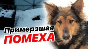 Собака, похожая на Колли, примерзла к сугробу у помойки, «мешая» людям выбрасывать мусор