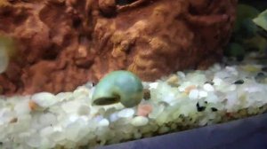 Аквариум 40 л.