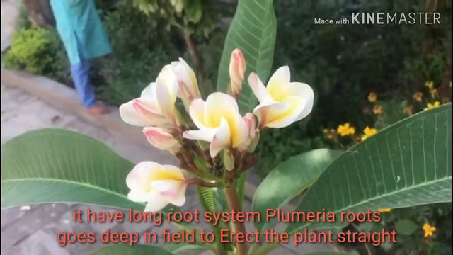 How to take care of Plumeria Champa / Champa flowers ki dakh bhall kasy kartay hain смотреть онлайн