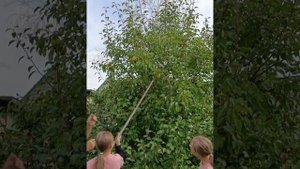 Осенние груши для Сибири. Этот сорт удивляет нас каждый год.?