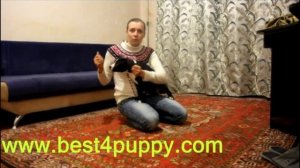 Частые ошибки в воспитании и обучении собаки