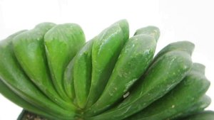 Haworthia truncata cv. Lime Green