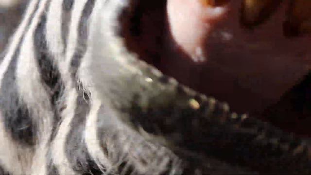 Милая зебра тоже хочет любви и гостинцев! ЗооСказка. Ялта. Крым. смотреть онлайн