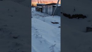 "Должностной беспредел" Амурская область, Благовещенский район, село Усть-Ивановка.