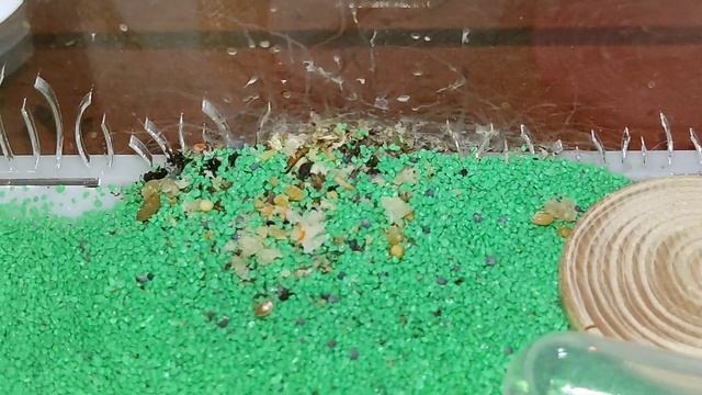 РОЖДЕНИЕ МУРАВЬЯ - как родился первый муравей жнец смотреть онлайн