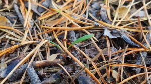 Поездная радиосвязь на приемник Tecsun PL-680