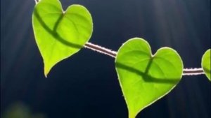 Мелодия жизни М. Легран