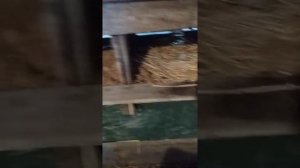 Как отучить кур использовать гнезда в место насеста.