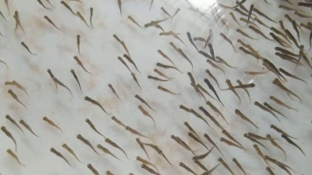 инкубация радужной форели триплоид первый день кормления incubation of rainbow trout triploid смотреть онлайн