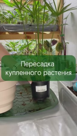 Пересадка растения из магазина #растения #сад #пересадка #хобби #цветы