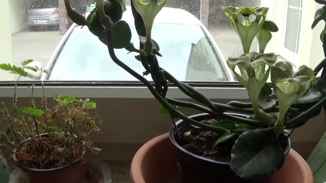 Leuchterblume (Ceropegia sandersonii) - eine Besonderheit aus Südafrika + World Plant + смотреть онлайн