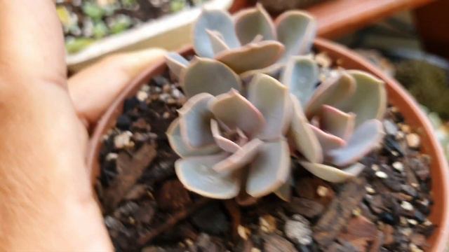 Echeveria Perle Von Nurnberg Suculenta, dicas de cultivo para iniciantes. смотреть онлайн
